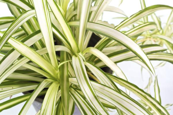 low light indoor plants