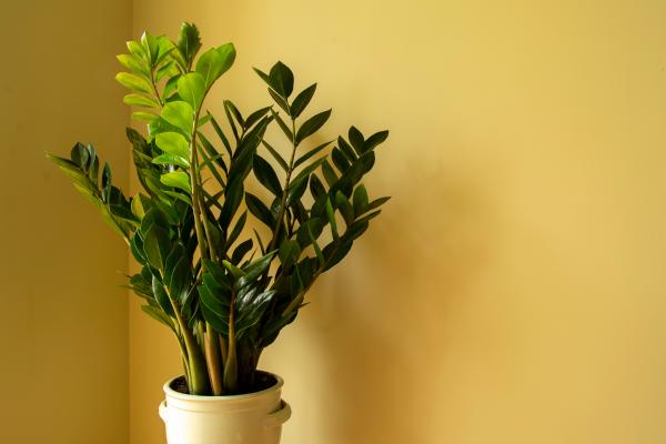 low light indoor plants