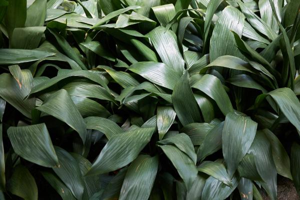 low light indoor plants