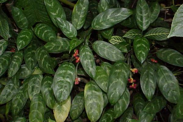 low light indoor plants