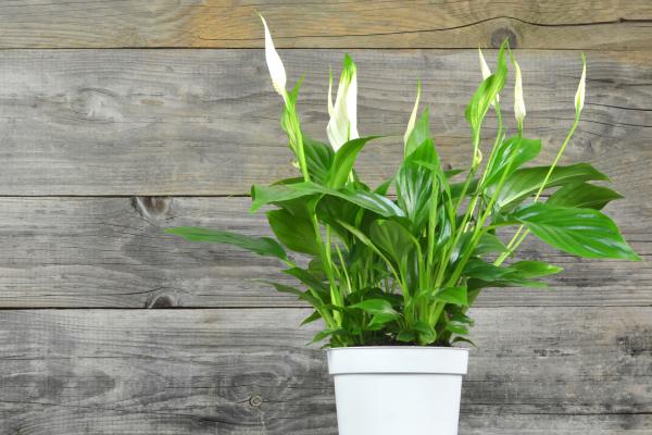 low light indoor plants