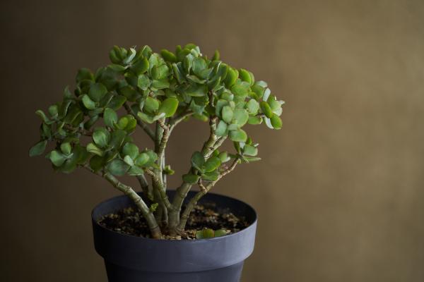 low light indoor plants