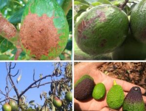 avocado pests and diseases how to guide