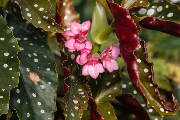 begonias types and care guide