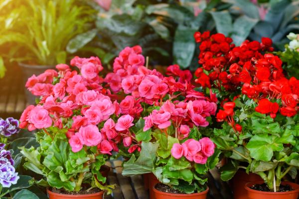 begonias types and care guide