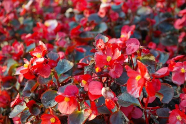 begonias types and care guide