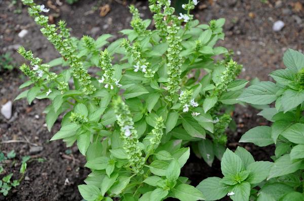 East Indian Basil (Ocimum gratissimum)