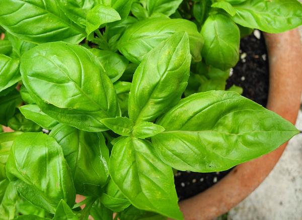 types of basil