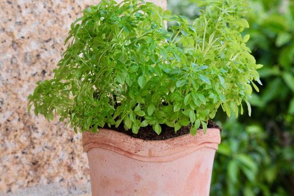 Pluto Basil (Ocimum basilicum 'Pluto')