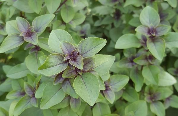 Holy Basil or Tulsi (Ocimum tenuiflorum)