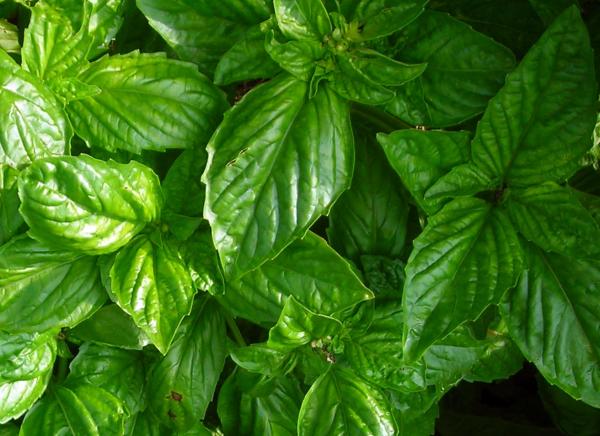 Neapolitan Basil (Ocimum basilicum 'Napoletano')