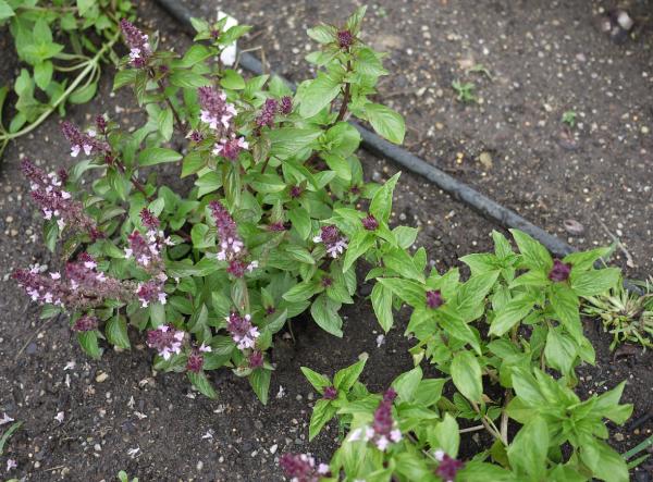 Cinnamon Basil (Ocimum basilicum 'Cinnamon')