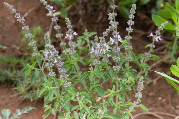 Hoary Basil (Ocimum americanum)