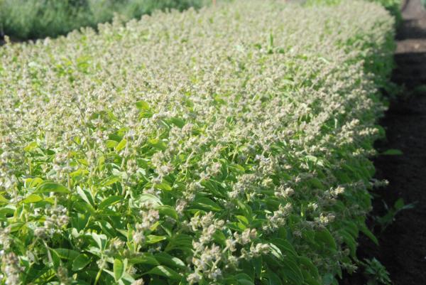 Mrs. Burns' Lemon Basil (Ocimum basilicum 'Mrs Burns' Lemon')