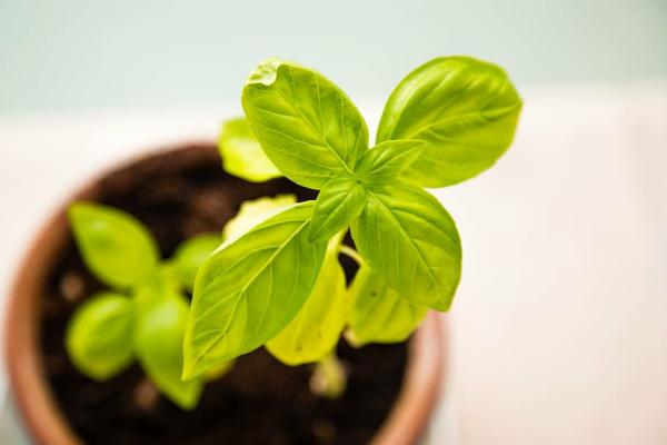 Lemon Basil (Ocimum × citriodorum)