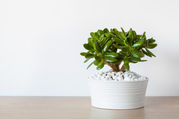 kitchen plants for cooking and home decor