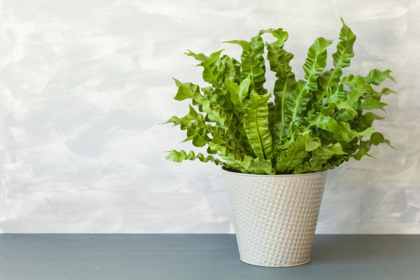 kitchen plants for cooking and home decor