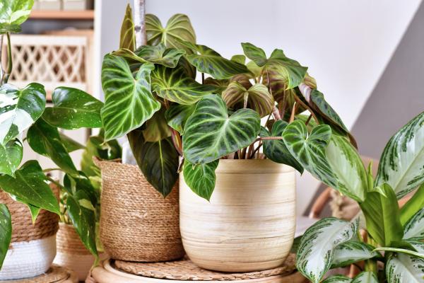 kitchen plants for cooking and home decor