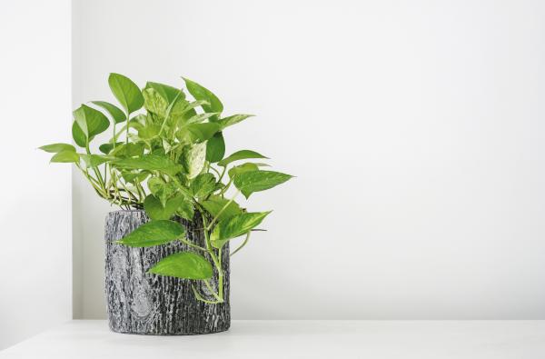 kitchen plants for cooking and home decor