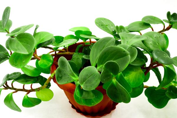 kitchen plants for cooking and home decor