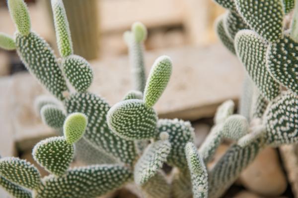 Bunny Ear Cactus on a wooden shelf