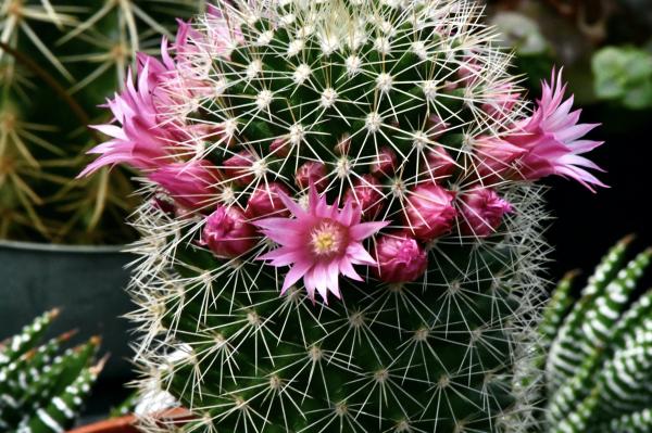 cactus varieties for indoor home decor