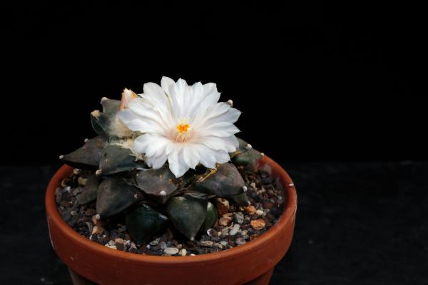 Chaute cactus with pink flower