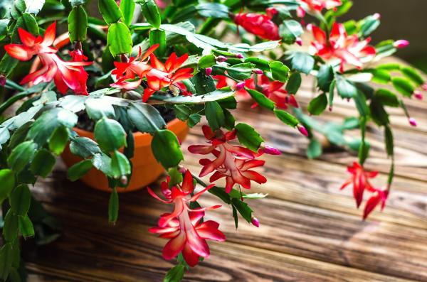 Christmas Cactus with pink flowers