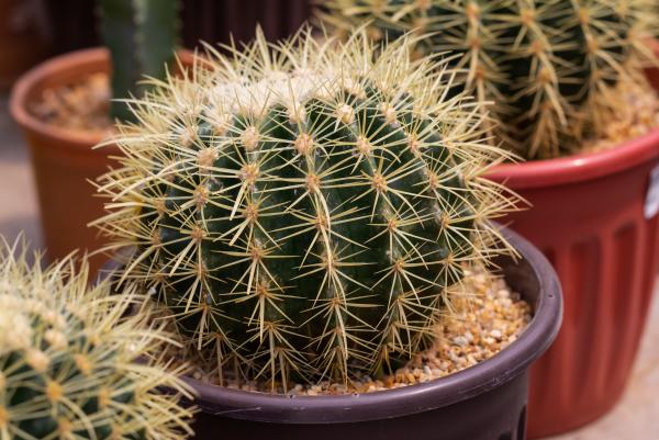 Golden Barrel Cactus in a terracotta pot