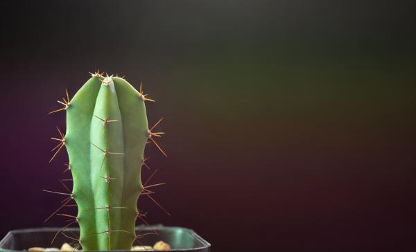 Garambullo cactus with blue fruits