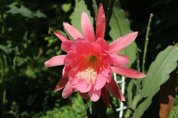 Orchid Cactus with large pink flower