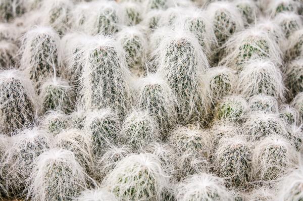 Old Man Cactus with long white spines