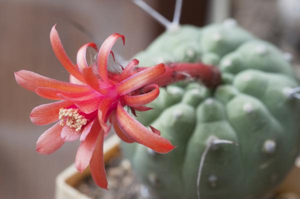 Matucana madisoniorum with red flower