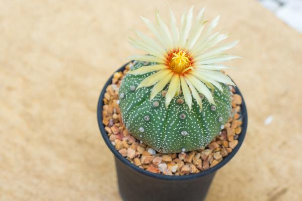 Astrophytum cactus with white flower