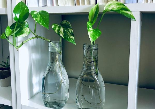 Ideal light for Pothos