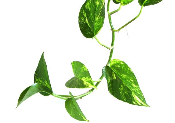 Pothos care guide