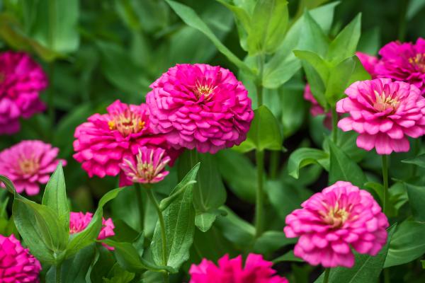 Colorful Zinnias