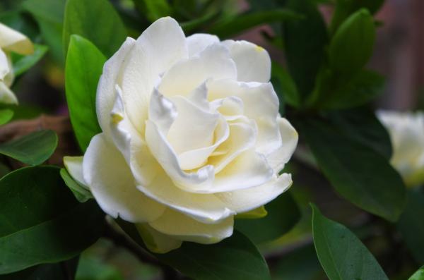 Beautiful Gardenias