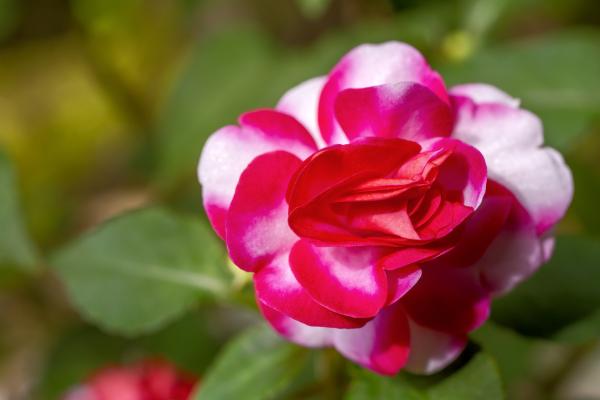 Vibrant Double Impatiens