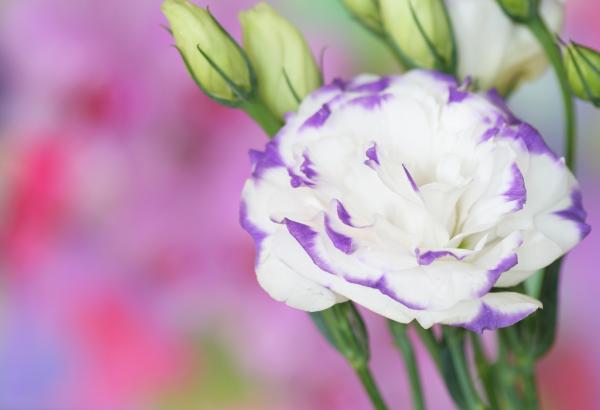 Graceful Lisianthus