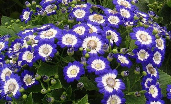 care guide of cineraria plants