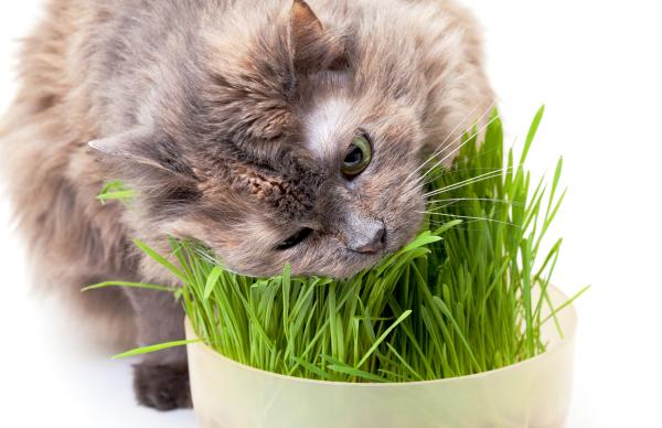 safe plants for cat that you can grow at home