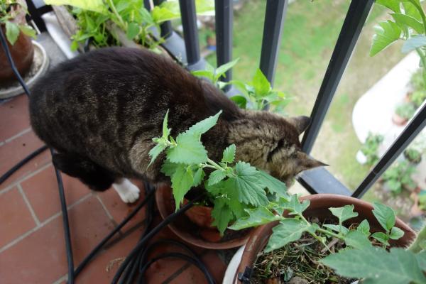 safe plants for cat that you can grow at home