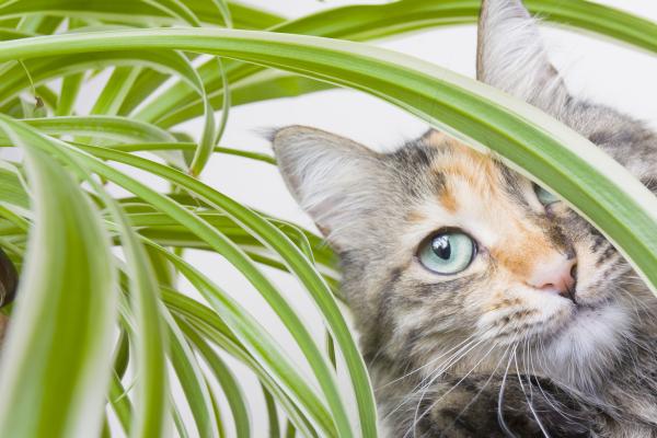 safe plants for cat that you can grow at home