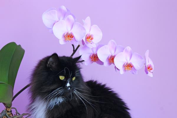 safe plants for cat that you can grow at home