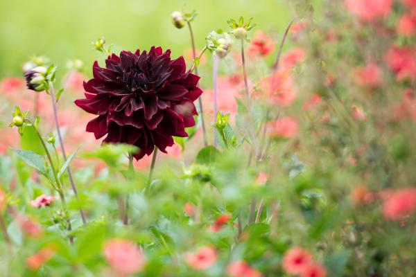 black flowers and her names