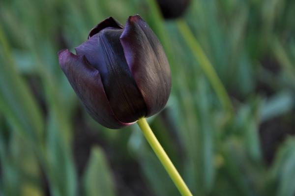 black flowers and her names