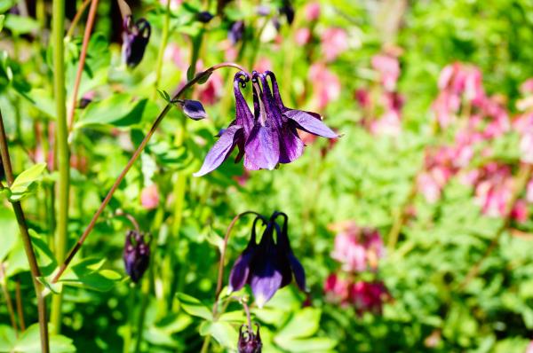 black flowers and her names