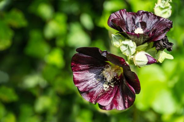 black flowers and her names