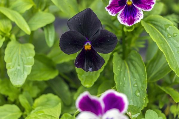 black flowers and her names